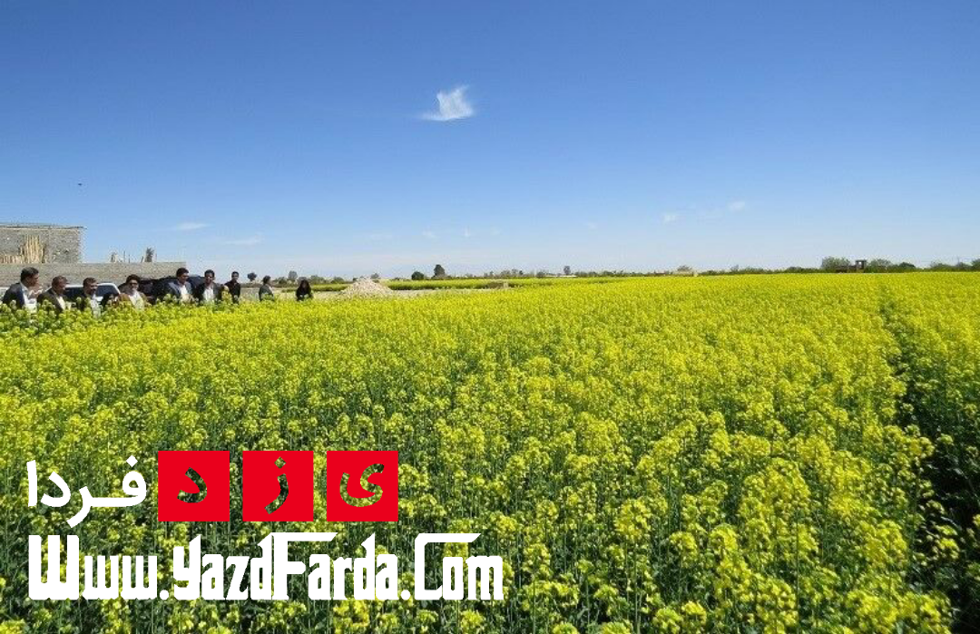 تولید کلزا در استان یزد به ۳۶۰ تن افزایش یافت