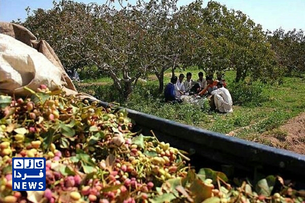 لبخند پسته به تلخی خبر کاهش کشت محصولات پرآبخواه ابرکوه