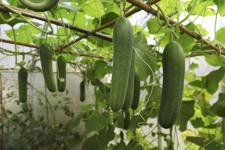 صادرات ۱۸ هزار تن محصولات گلخانه‌ای یزد در ماه گذشته