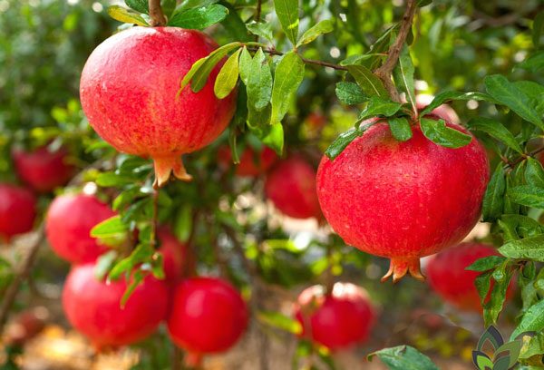 پیش بینی برداشت ۱۲۰ هزار تن محصول انار در استان یزد