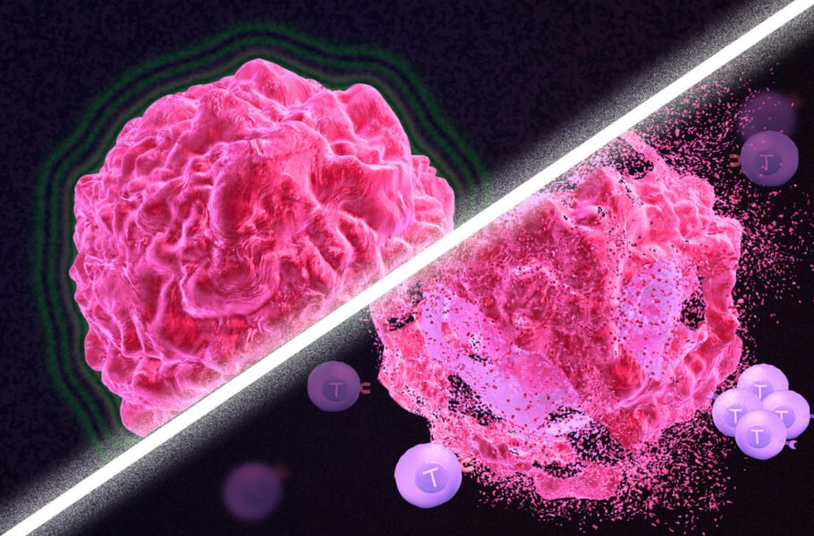 تحقیق جدید: ویتامین D با تغییر باکتری‌های روده موش‌ها، به بهبود ایمنی در برابر سرطان کمک کرد