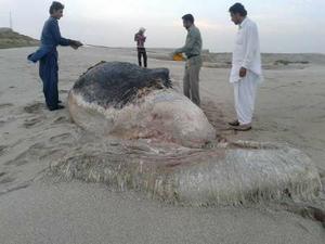  نهنگ 15 تنی در جاسک-ایران/عکس