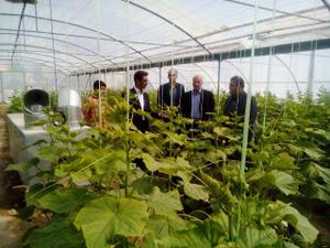 بازدید فرماندار شهرستان خاتم از گلخانه آموزشی، تحقیقاتی آموزشکده کشاورزی امين هرات