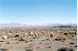 خشکسالی دامداران بخش ندوشن را زمین گیر کرده است