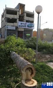گزارش تصویری :قطع درختان مقابل مسجد براستین /عاملین قطع درختان چه کسانی هستند؟؟؟؟(1 نظر)