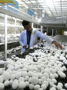 پرورش و عرضه قارچ خوراکی در دانشگاه یزد