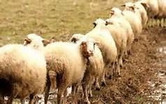 صادرات 3000راس دام سبک از شهرستان طبس به کشور عمان