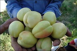  پیش بینی تولید بیش از 31000 تن زردآلو در استان یزد