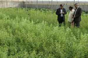 افتتاح نخستین گلخانه گیاهان دارویی در شهرستان اشکذر