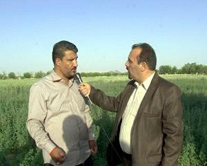  چرا  کشاورزان روستای عصمت آباد مهریز گندمهای سبز خود را درو می کنند؟