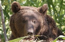 حمله مرگبار خرس قهوه ای به نوجوان 15 ساله در کوهرنگ