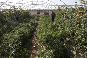 احداث اولین گلخانه با تکنولوژی نوین در دانشگاه یزد