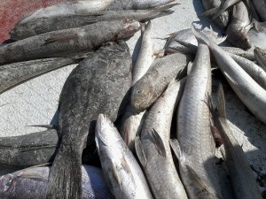 صادرات 64 میلیون دلاری ماهیان یال اسبی از هرمزگان