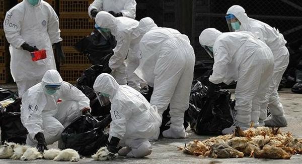 اقدامات عملی برای مقابله با آنفولانزای مرغی در یزد /خبر تکمیلی 