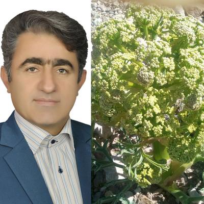 برداشت انغوزه از طريق مزايده به اشخاص حقيقي و حقوقي در استان يزد واگذار ميشود
