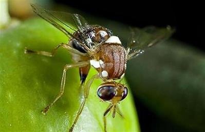 احتمال طغیان مگس مدیترانه‌ای در یزد وجود دارد