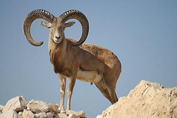  ۳ قرق اختصاصی یزد واگذار شد