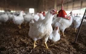 تولید سالیانه ۵۶ هزارتن گوشت مرغ در استان یزد