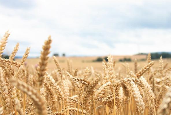 ۴.۴ هزار تن گندم مازاد بر نیاز کشاورزان استان یزد خریداری شد