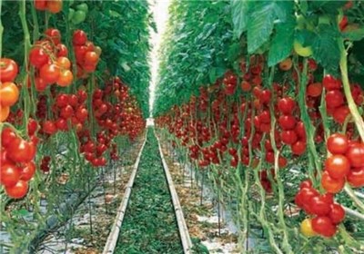 تولید سالانه ۴۱۰ هزار تن محصولات گلخانه‌ای در یزد