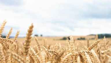 ۱۳ هزار و ۵۰۰ تن گندم مازاد بر نیاز کشاورزان استان یزد خریداری شد