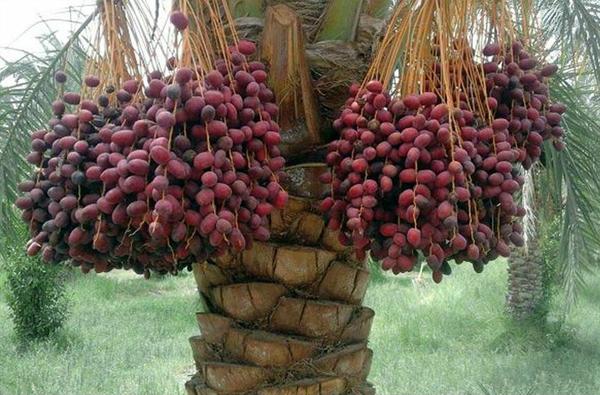  جشن خرما در بافق یزد برگزار می شود