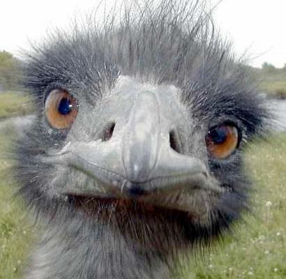 تولید 167 تن گوشت شترمرغ در استان یزد