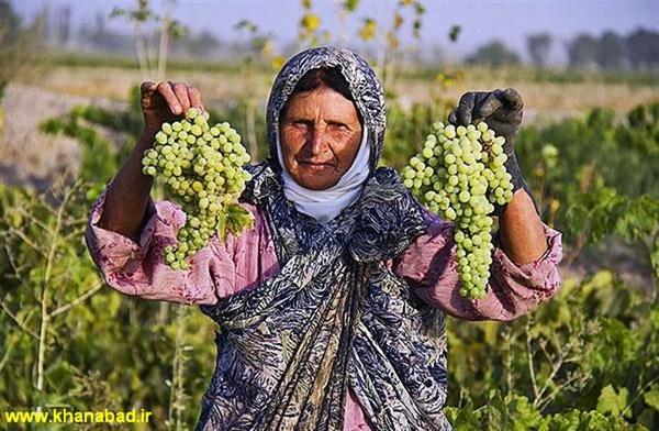 برداشت انگور در مروست آغاز شد