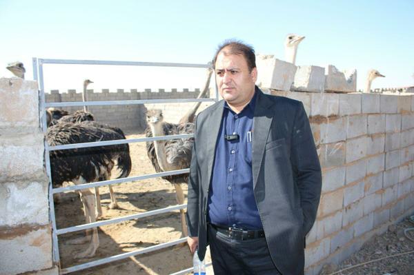 رفع مشکلات واحدهای پرورش دهنده شترمرغ در بافق