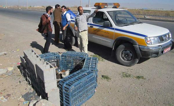 توقیف محموله مرغ زنده فاقد مجوز بهداشتی در روستای حاجی آباد شهرستان بافق