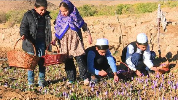 سومین  جشنواره زعفران طلای سرخ درروستای بنیز بخش آسفیچ بهاباد برگزارشد