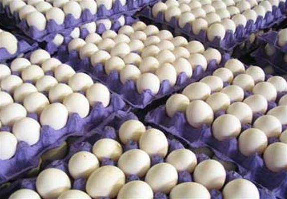 مهريز قطب توليد تخم مرغ در استان یزد