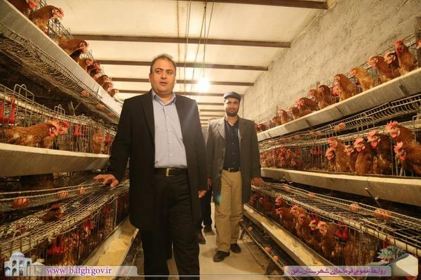 مشکلات واحد های پرورش مرغ بومی تخم گذار شهرستان پیگیری می شود