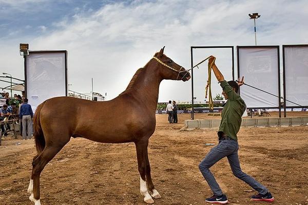برگزاری جشنواره بین المللی زیبایی اسب به میزبانی شهرستان اشکذر 
