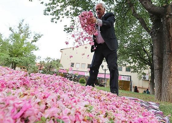 جشنواره فرهنگی گل محمدی استان یزد در مهریز برگزار می شود