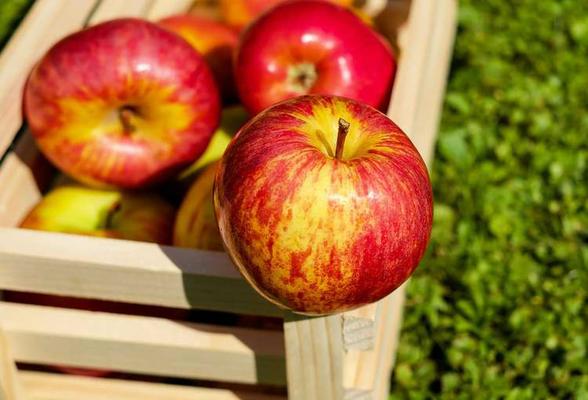 پژوهشگران اتریشی: هر سیب ۱۰۰ میلیون باکتری در خود دارد! 