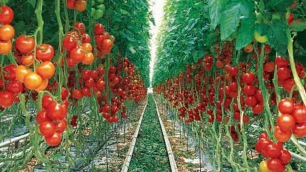 در بهار 98 تورم تولیدکننده باغداری و دامداری 66 درصد افزایش یافت