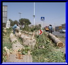 قطع درختان که  توسط شهرداری مهریز (به همراه گزارش تصویری) 