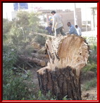 قطع درختان كهنسال شهر مهريز!!!!!!!!!!