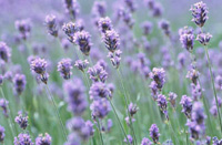  خواص گیاهان (5)اسطوخودوس (Lavander)