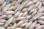 خواص گیاهان(30)  جودوسر (یولاف) (Oat)