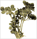 خواص گیاهان  (53) • شنبلیله (Fenugreek)
