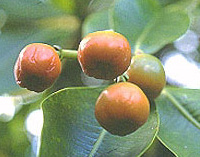 خواص گیاهان   58• عناب (Jujube Tree)