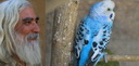 پیشنهادی به شهردار و شورای سوم یزد و سازمان میراث فرهنگی:یزد را بادگیر و کبوتر  به جهان نشان دهیم