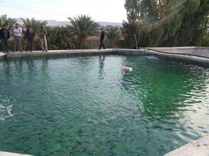 آغاز پرورش ماهی در دانشگاه آزاد اسلامی بافق