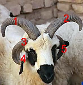 پس از گوسفند چهارشاخ در یزد گوسفند 5 شاخ و یا شش شاخ در بافق اعلام موجودیت کرد+تصاویر