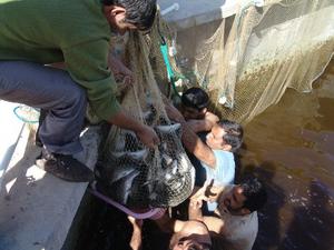 پرورش ماهی در دانشگاه آزاد اسلامی بافق