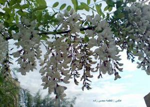 بهار لالایی نیست!(تصاویر)