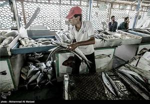 عکس:بندر عباس بازار ماهی 