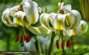  گلدهی نادرترین گل جهان در لاهیجان +عکس